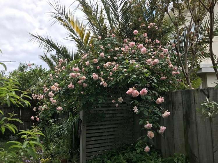 18b Monarch Place Paraparaumu Beach_9