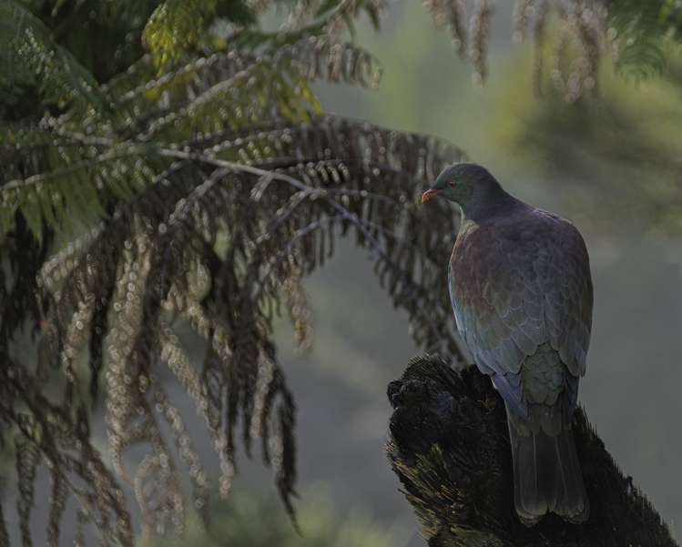 18 Kitewaho Road Swanson_34