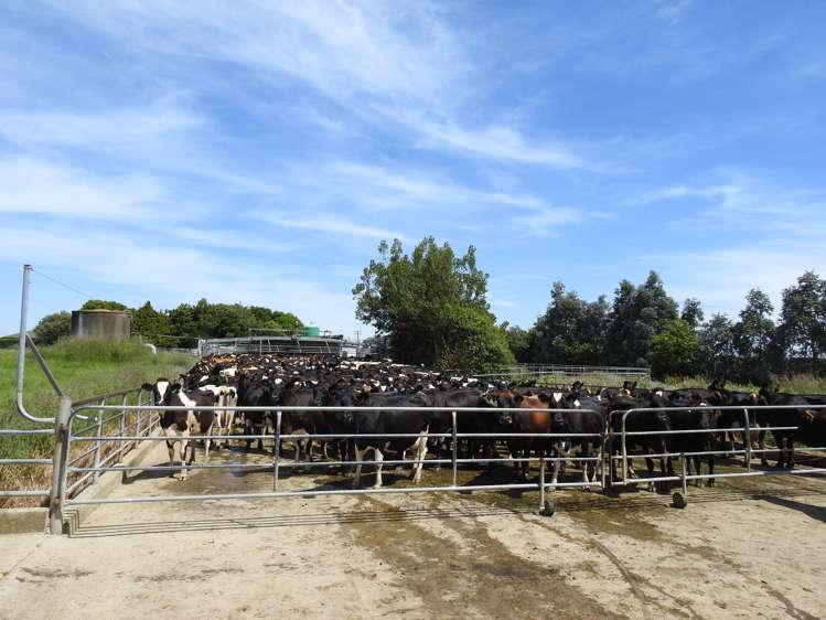 45 Rimu Seaward Downs Road Wyndham Surrounds_8