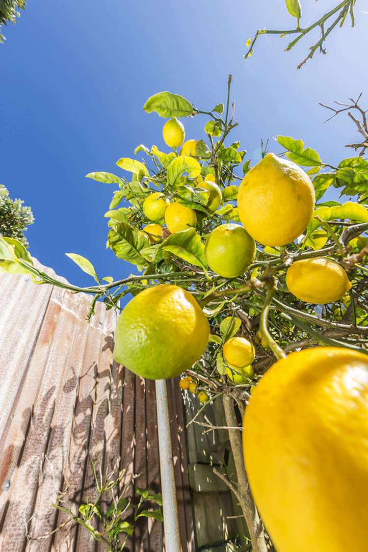 8 Torridon Road Miramar_8