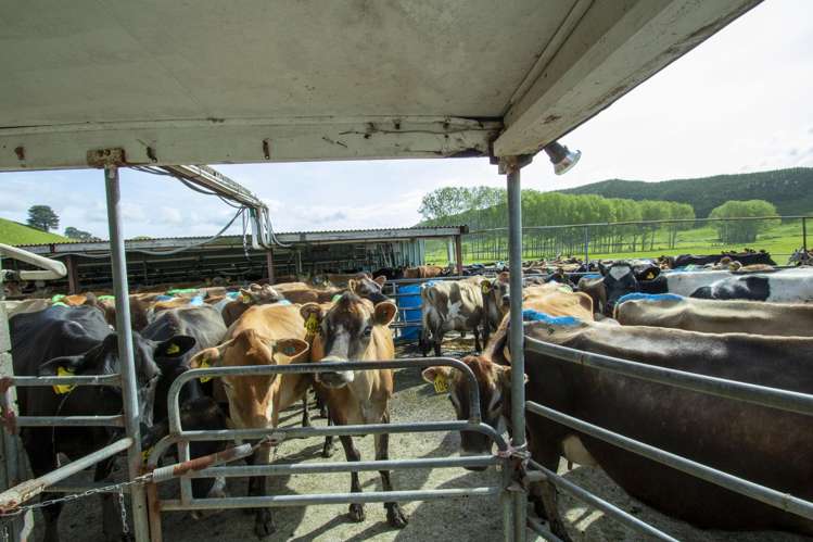 62 Rehi Road Ngakuru_13