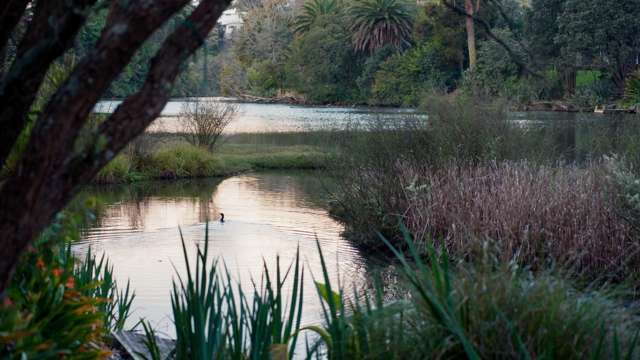 Single-Level Ease in a Peaceful Remuera Pocket