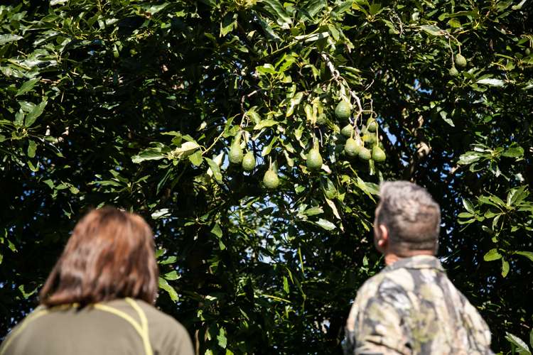 229 Athenree Road Athenree_7