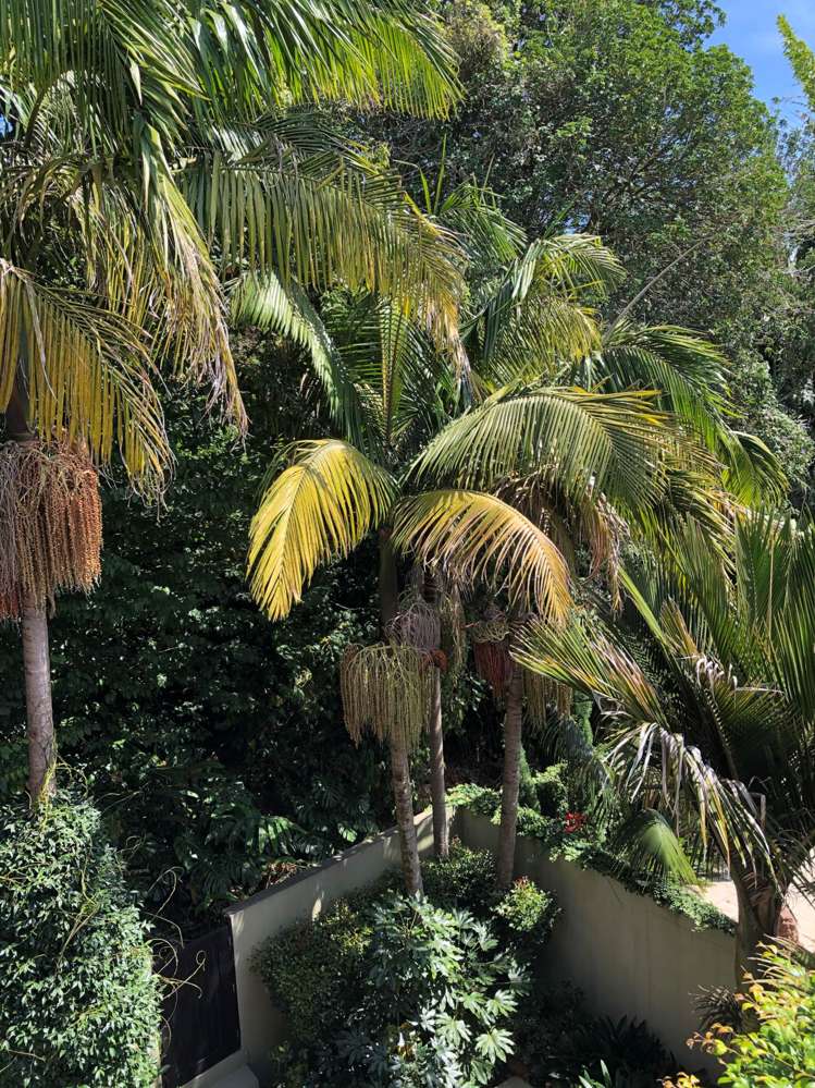 18b Corunna Avenue Parnell_13