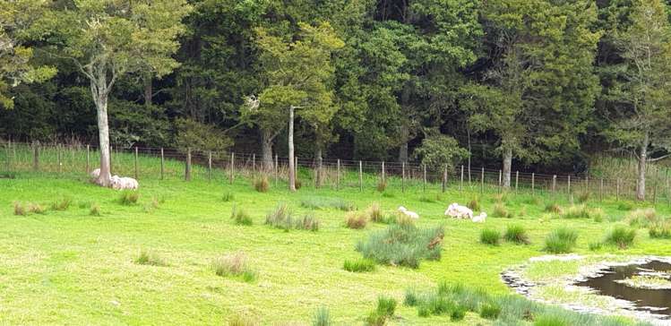 105 Jumna Road Maungaturoto_22