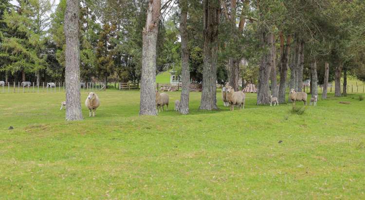 22 Onematua Road Owhango_2