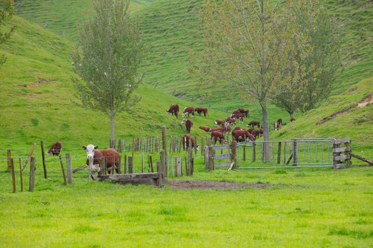 166 Airstrip Road Pikowai_19