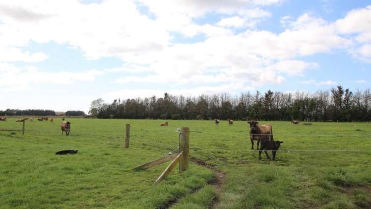 98 Mccracken Road Edgecumbe_9