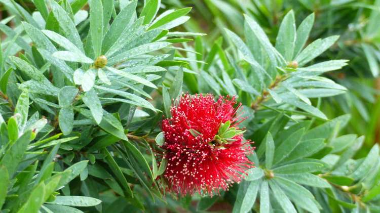 53 Kitewaho Road Swanson_122