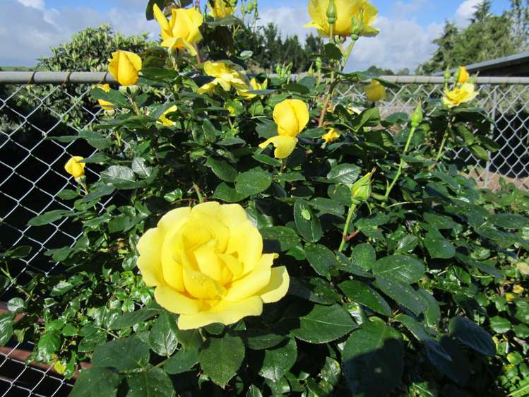 8 Hillside Heights Road Huntly_23