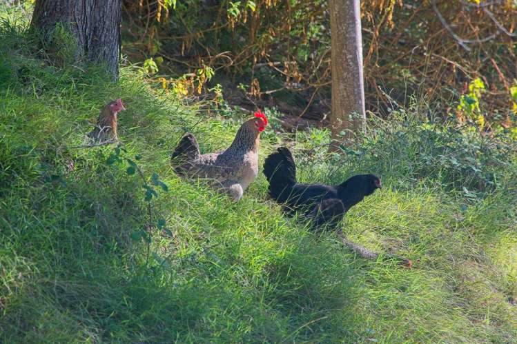 326c Matokitoki Valley Road Matokitoki_14