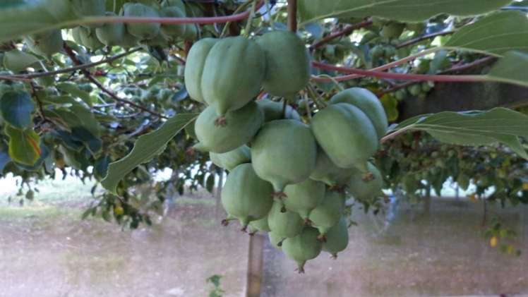 872a Oropi Road Oropi_9