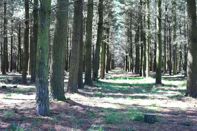 Headworks Road Rakaia_3