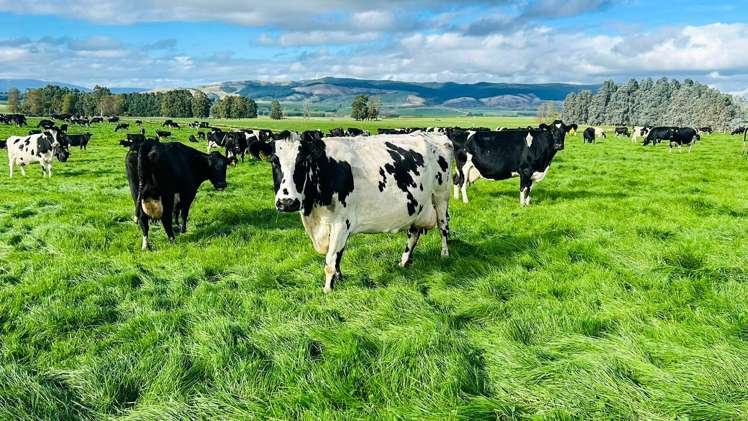 473 Clifden Gorge Road Eastern Bush_18