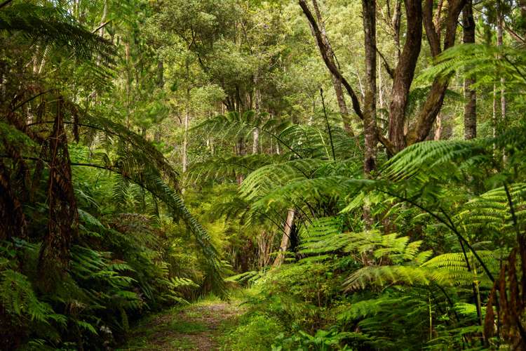 81 Grange Street Warkworth_32