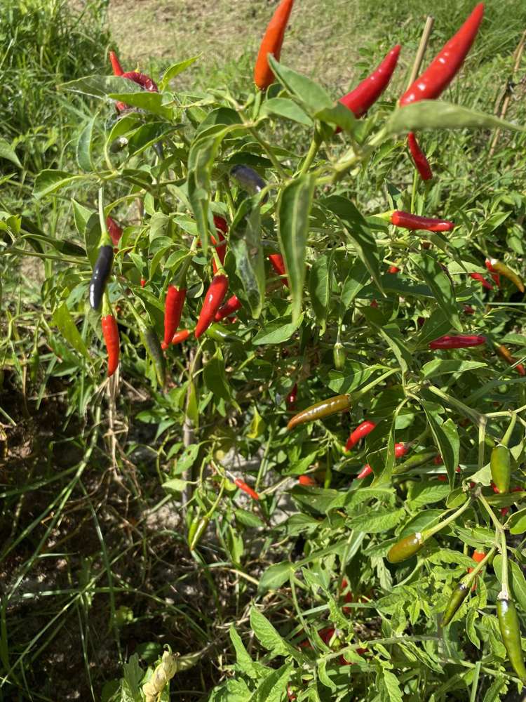 277 Quarry Road Awanui_9