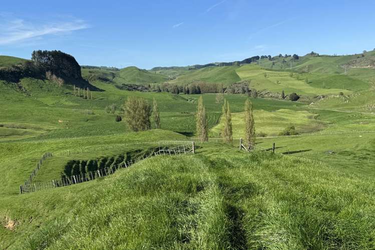 161 Veale Road Otorohanga_3