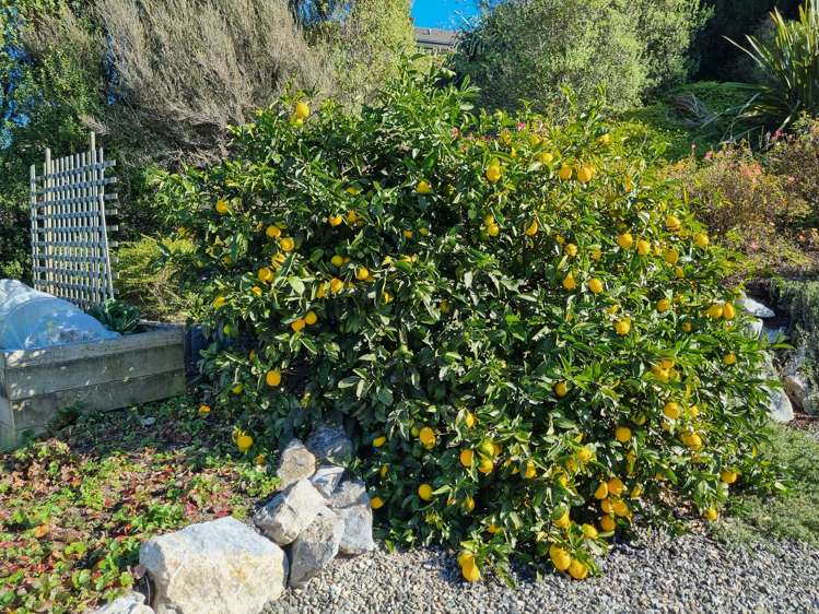 43 Redvale Road Redwood Valley_14