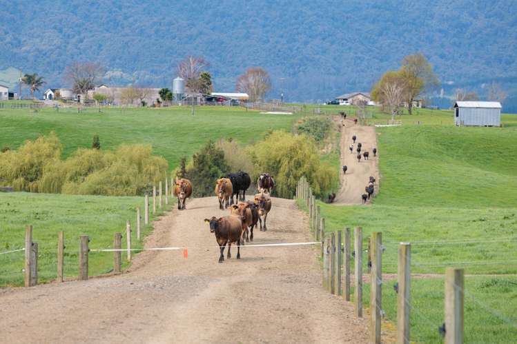 52 Kerr Road, RD 3, Te Poi Matamata_14
