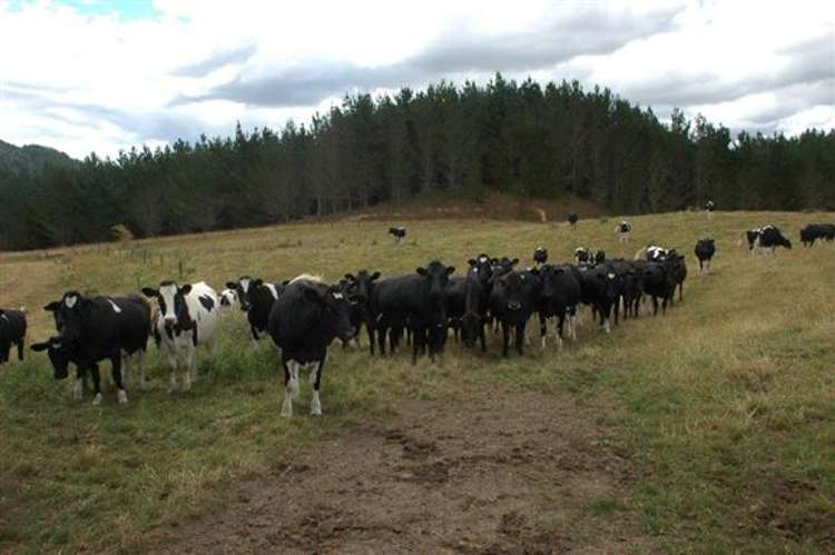 Waiti Road Tahuna_17