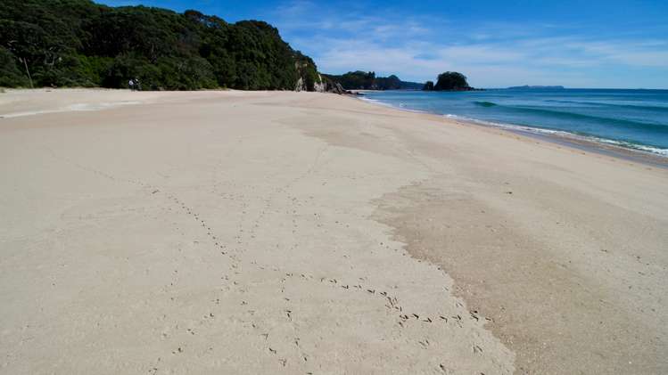 162f Whitipirorua Road Onemana_5