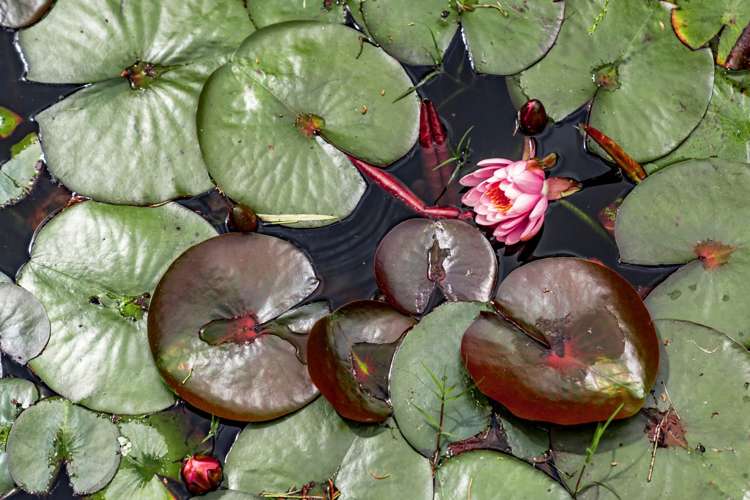 89 King George Avenue Epsom_26