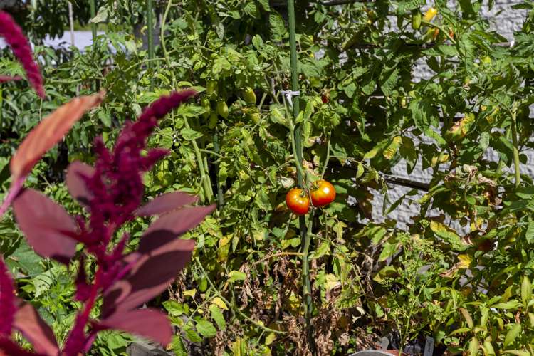 19 Dale Road Raumati South_10