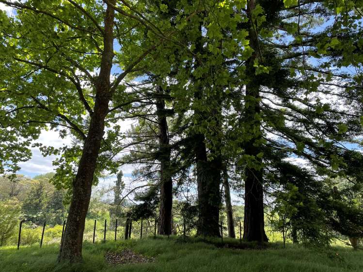 126e Woodcock Road Tamahere_9