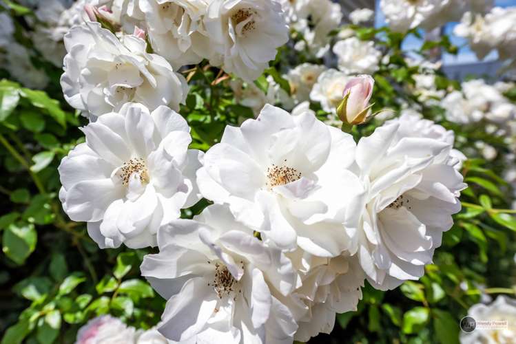 31 Wainui Road Waiwhetu_16