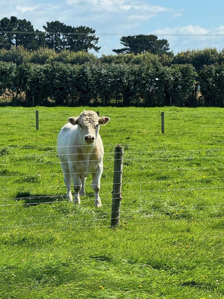 693 Ryal Bush Wallacetown Road Wallacetown Southland Rural