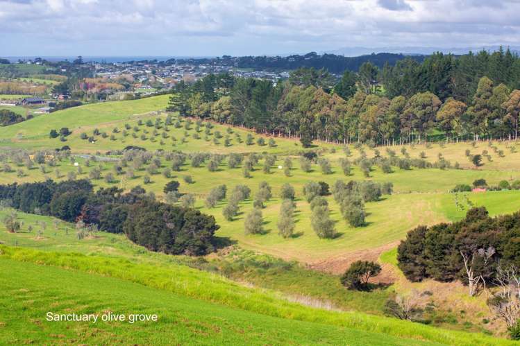 Lot 86 Olea Lane Mangawhai_7