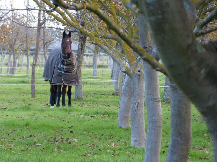 1414 Napier Road Ashhurst_16