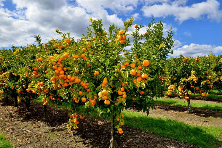 63 Brown Road Ormond_24