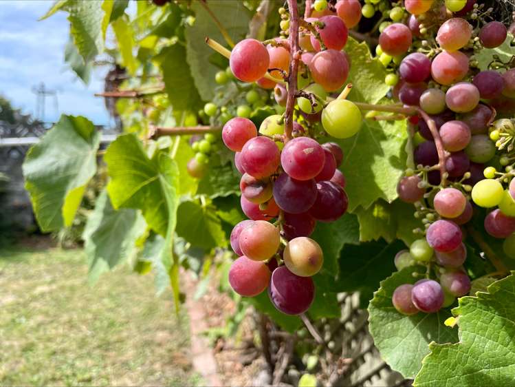 22 Hobbs Street Waimataitai_17