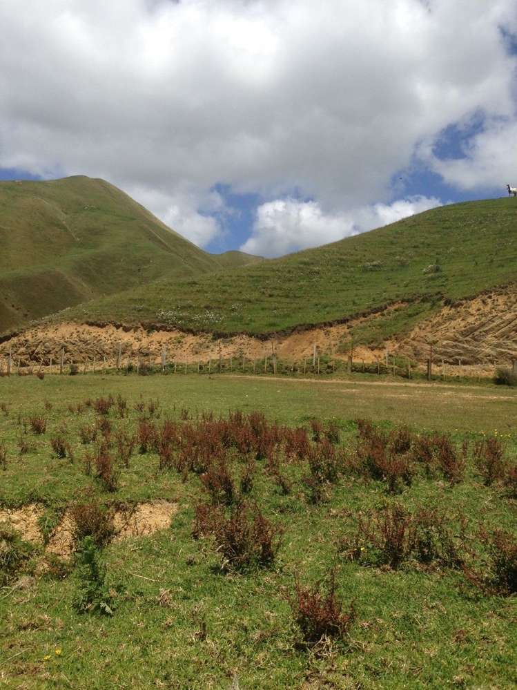 1445 Marokopa Road Marokopa_10