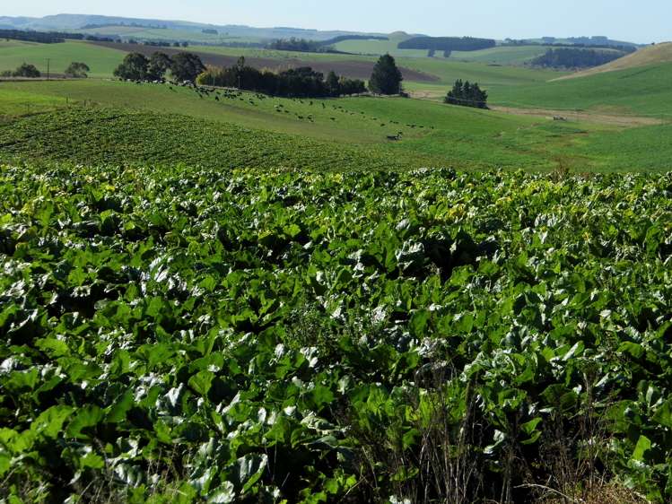 301 Whartons Road Five Forks and Surrounds_6