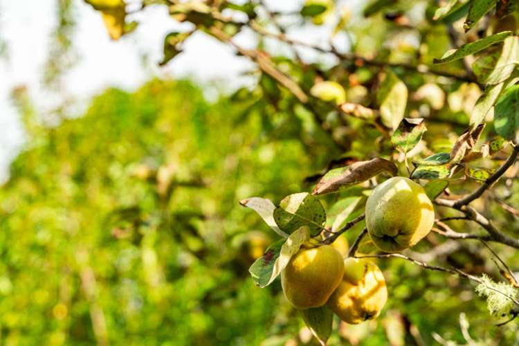 631 Tara Road Mangawhai_48