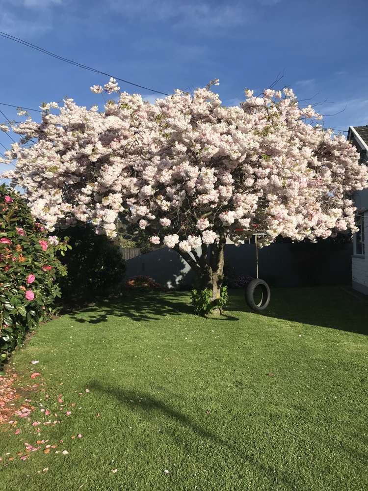 17 Coleridge Street Rolleston_25