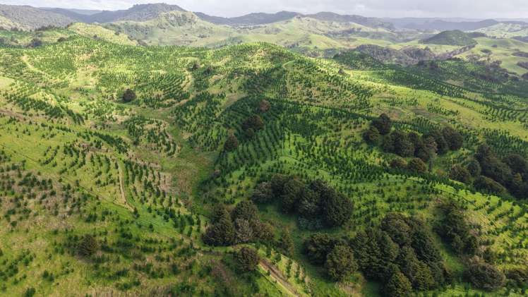 Waimatenui Road Waimatenui_5