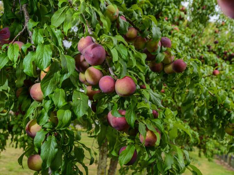 35 Jervois Road Jervoistown_20