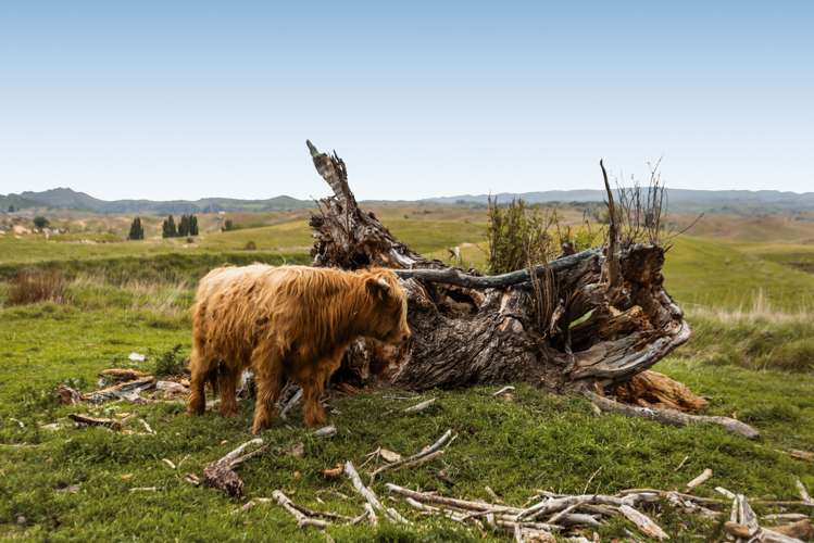 1457 Chatto Creek - Springvale Road Chatto Creek_15