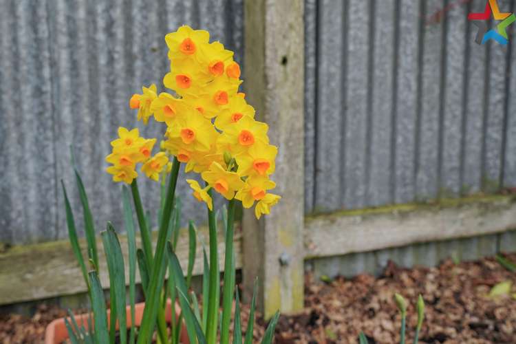 62 Helmsdale Street Waverley_20