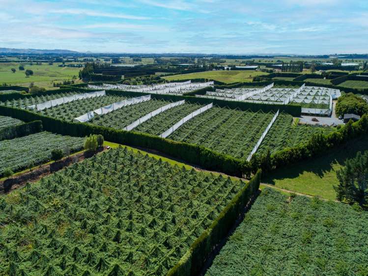 331 Maniatutu Road Pongakawa_22