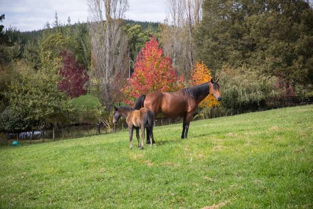 139 Ararimu Valley Road Helensville_1