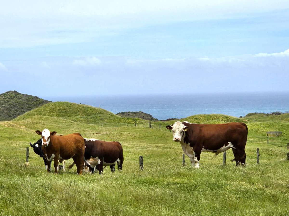 Te Maire Road_0