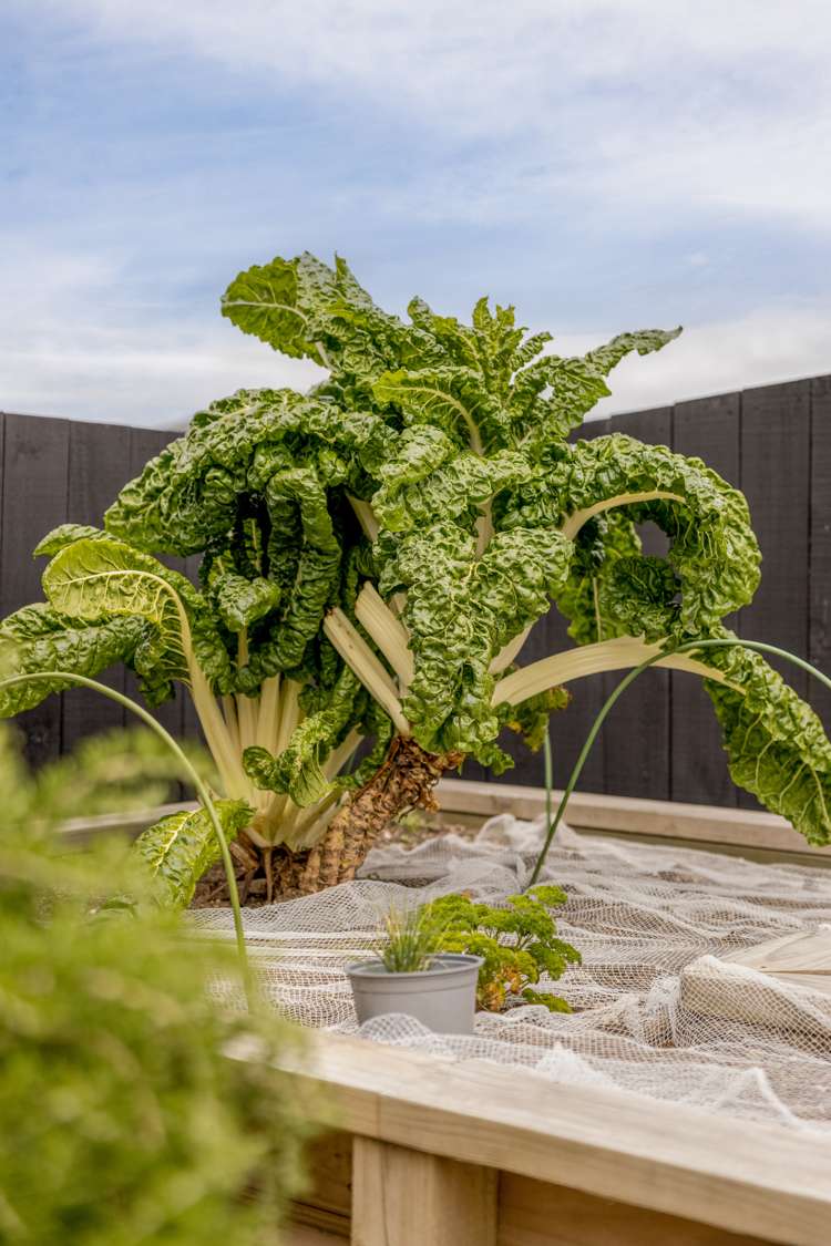 30 Ridge Drive Omokoroa_29