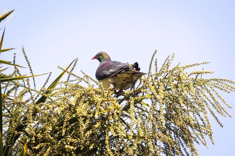 28 Valley Road Cashmere_5