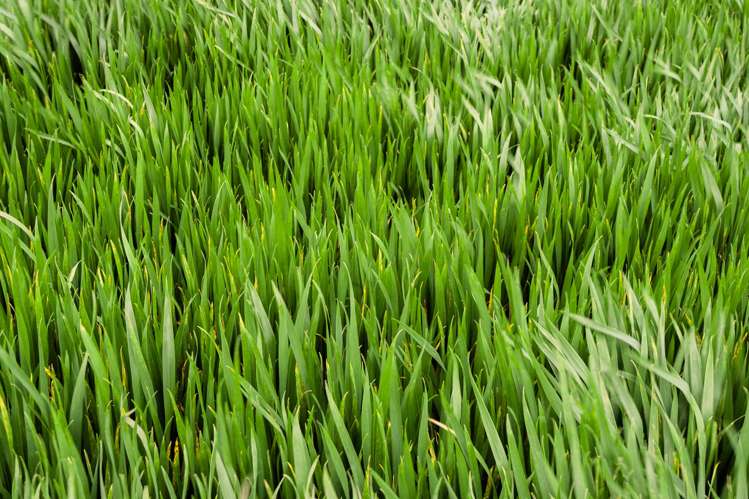 Warr Road. Balfour_5