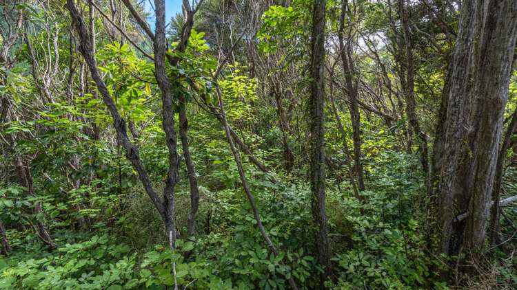 1467 Western Valley Road Port Levy_8