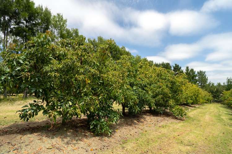 5126 State Highway One Ngataki_21